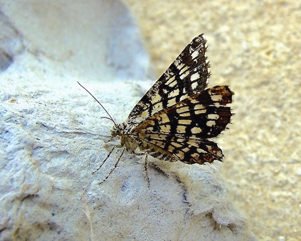 latticed heath